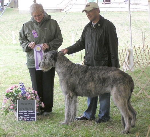 Conformation Bitches Bred by Exhibitor Winner/Reserve Winner's Bitch