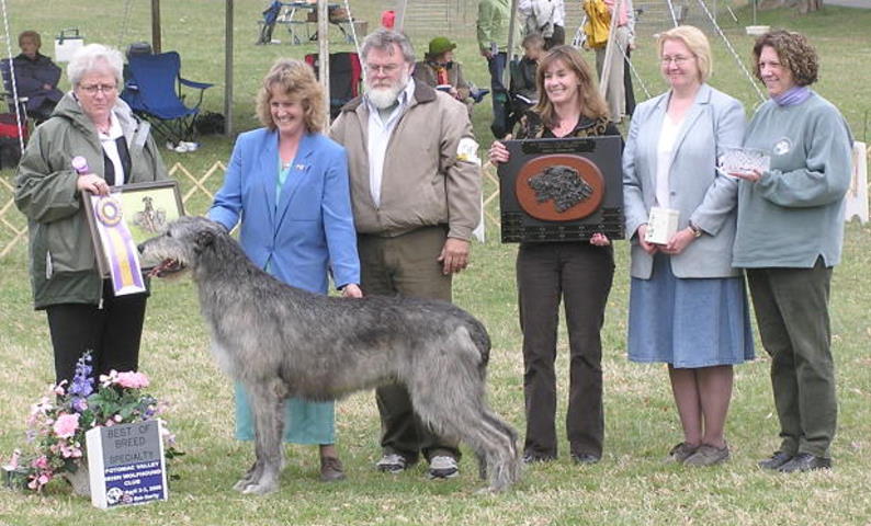 Conformation Best of Breed